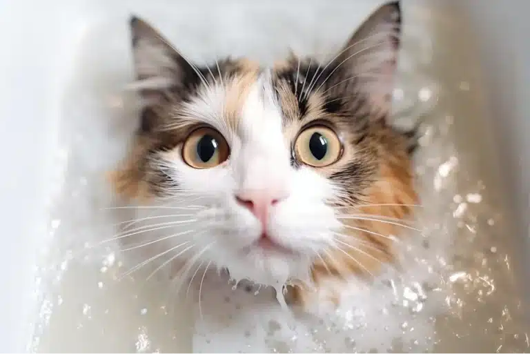 Calico cat in a bath looking surprised with just its head above water.