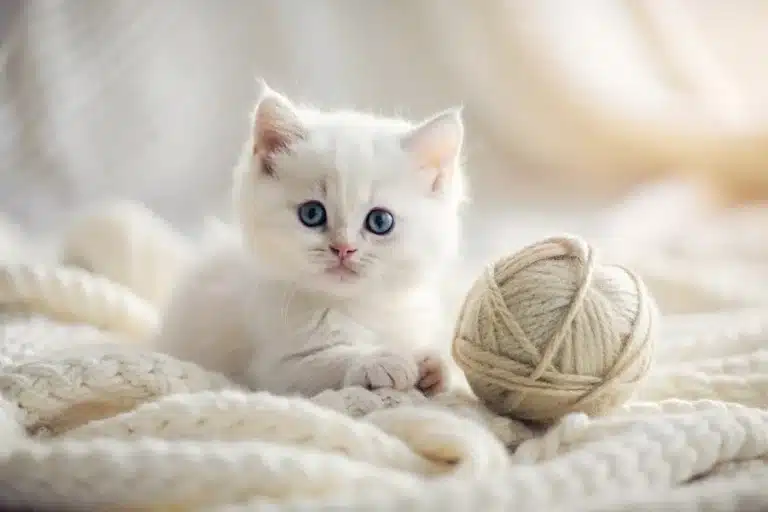 White kitten with blue eyes lying on a knitted blanket next to a ball of yarn.